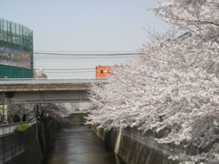 神田川沿いの桜 with 中央線