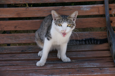 沼津港の猫