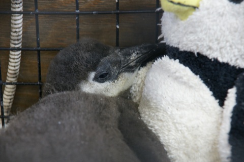 ペンギンの赤ちゃん 掛川花鳥園